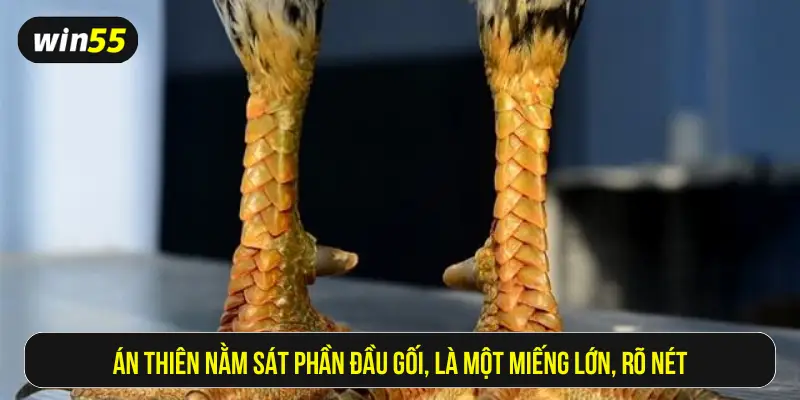 Án Thiên nằm sát phần đầu gối, là một miếng lớn, rõ nét