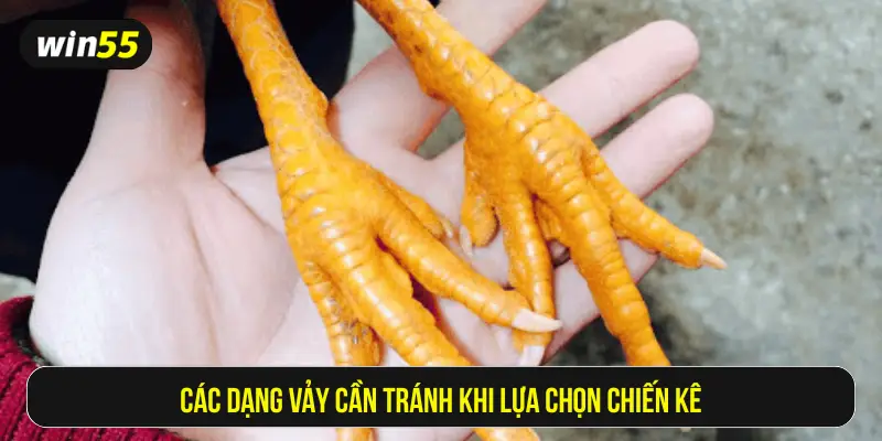 Các dạng vảy cần tránh khi lựa chọn chiến kê