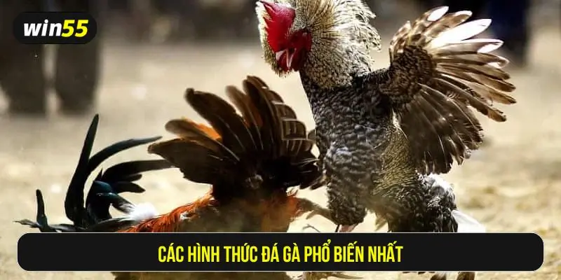 Các hình thức chiến kê phổ biến hiện nay
