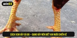 Cách xem vảy gà đá