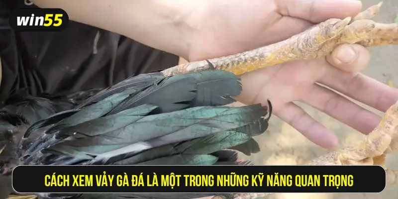 Cách xem vảy gà đá là một trong những kỹ năng quan trọng