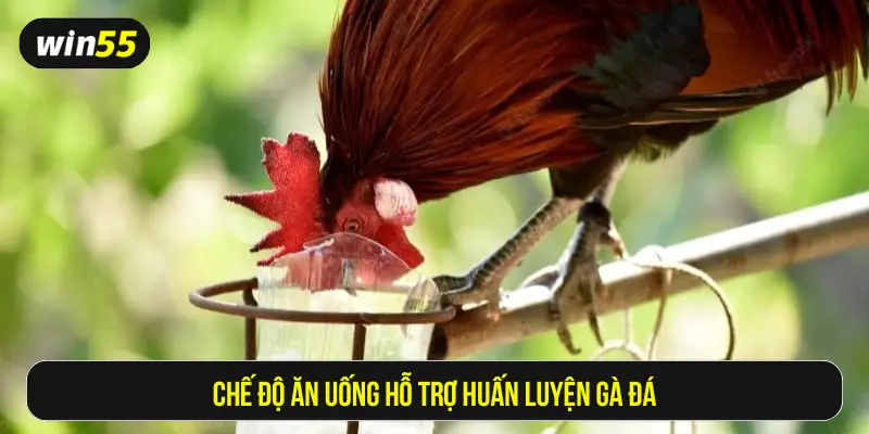 Chế độ ăn uống hỗ trợ huấn luyện gà đá