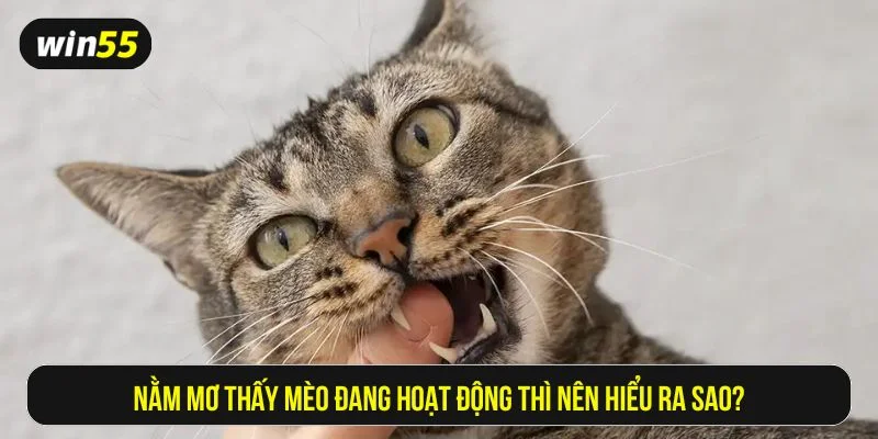 Giấc mơ về con mèo ẩn chứa nhiều điềm báo và con số tài lộc