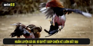 Huấn luyện gà đá
