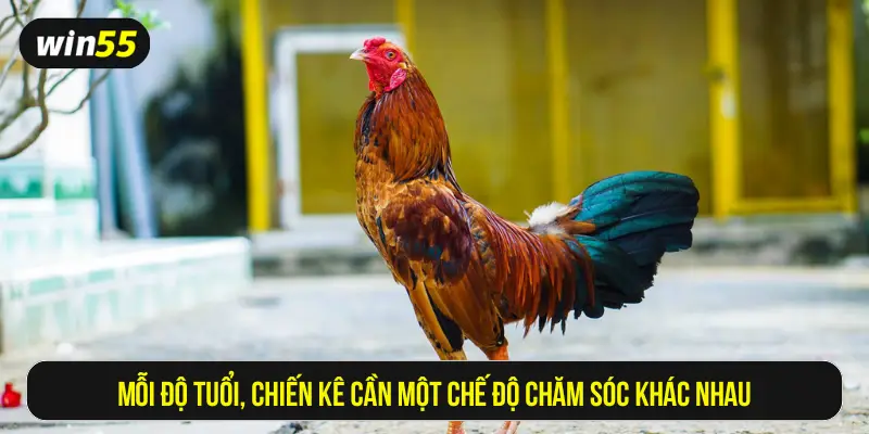 Mỗi độ tuổi chiến kê cần một chế độ chăm sóc khác nhau