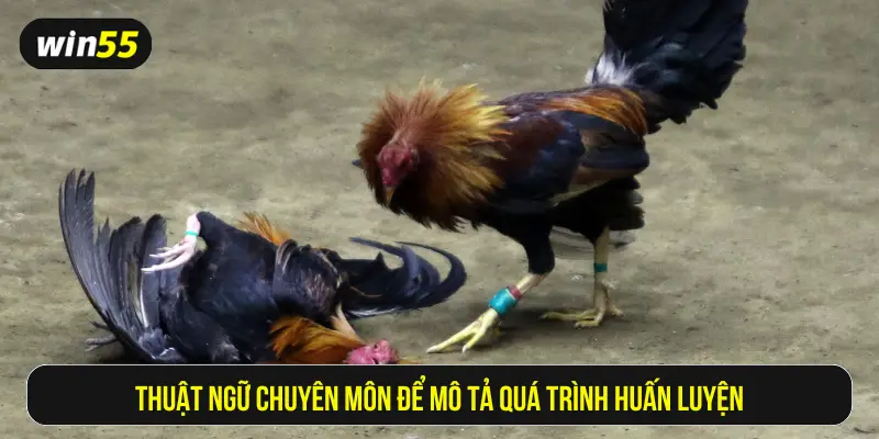 Thuật ngữ chuyên môn để mô tả quá trình huấn luyện