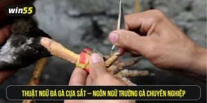 Thuật ngữ đá gà cựa sắt