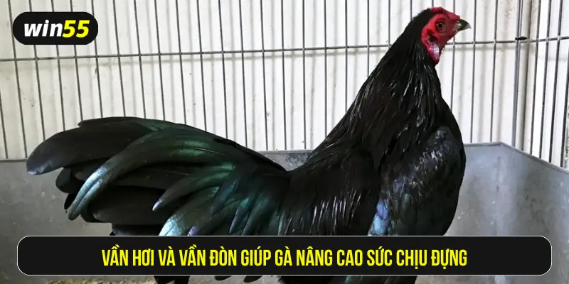 Vần hơi và vần đòn giúp gà nâng cao sức chịu đựng