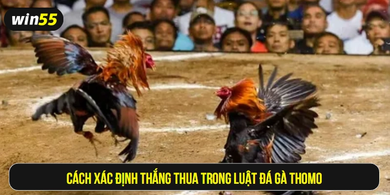 Cách xác định thắng thua trong luật đá gà Thomo