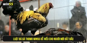 Luật đá gà Thomo
