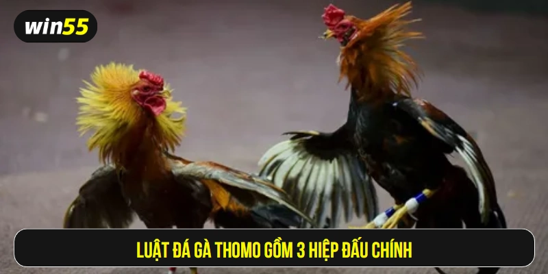 Luật đá gà Thomo gồm 3 hiệp đấu chính