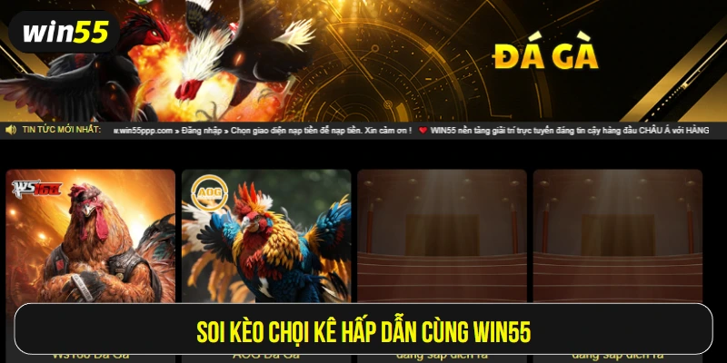 Soi kèo chọi kê hấp dẫn cùng Win55